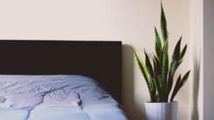planta sanseveria al lado de una cama con sábanas azules